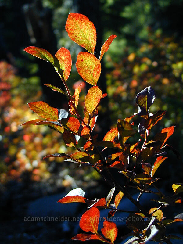 huckleberries ablaze (not literally) (Vaccinium sp.) [Elk Meadows Trail, Mt. Hood Wilderness, Hood River County, Oregon]
