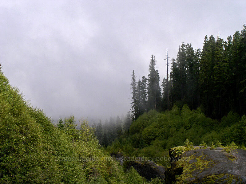 looking down Lava Canyon [Lava Canyon Trail, Mt. St. Helens N.V.M., Skamania County, Washington]