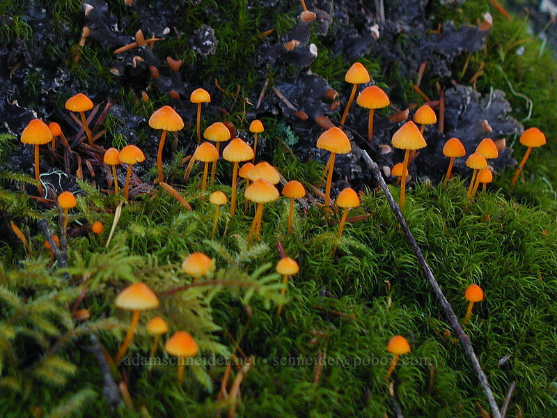 orange bonnet mushrooms & moss (Mycena aurantiidisca) [Lava Canyon Trail, Mt. St. Helens N.V.M., Skamania County, Washington]