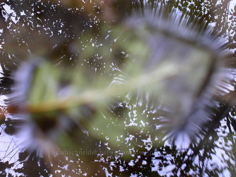 refracted reflections [Lava Canyon Trail, Mt. St. Helens N.V.M., Skamania County, Washington]