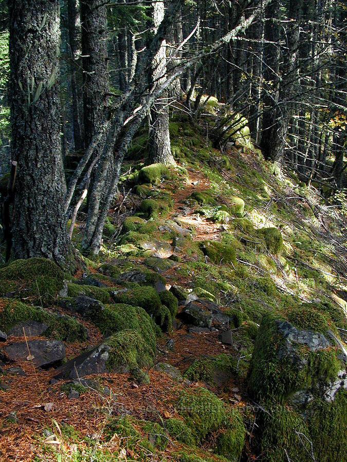 the trail [Ruckel Ridge Trail, Columbia River Gorge, Hood River County, Oregon]