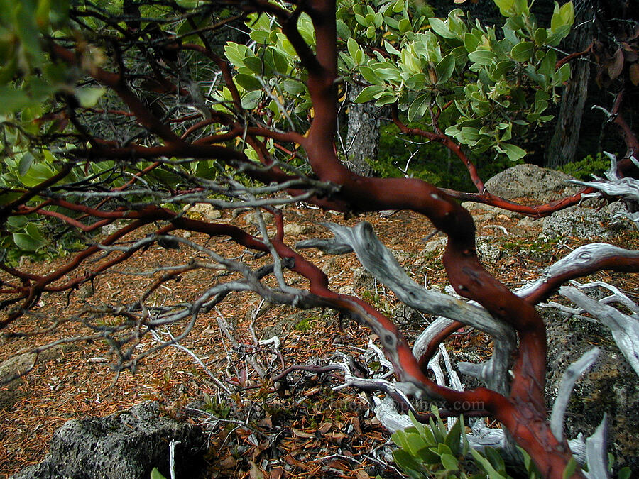 manzanita (Arctostaphylos sp.) [Ruckel Ridge Trail, Columbia River Gorge, Hood River County, Oregon]