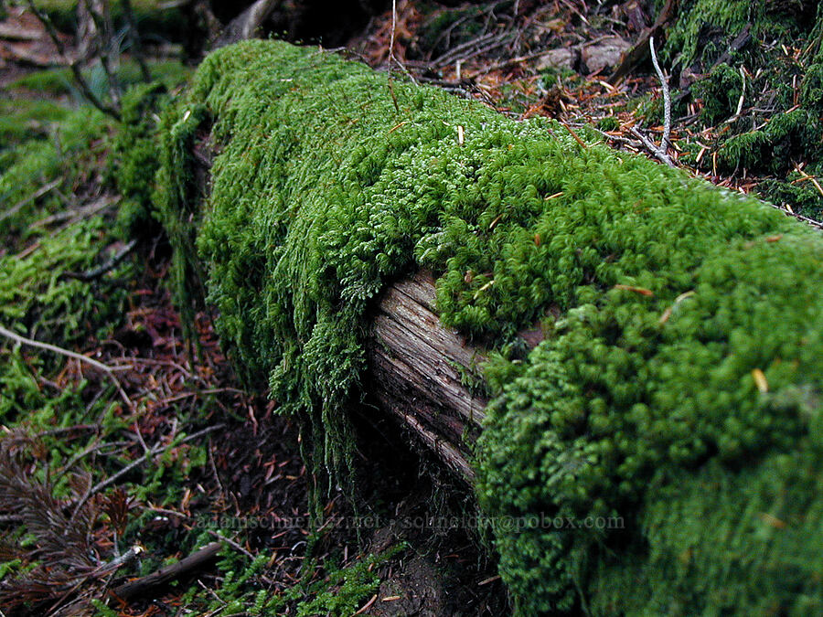 mossy log [Ruckel Ridge Trail, Columbia River Gorge, Hood River County, Oregon]