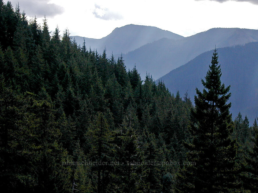 Ruckel Ridge [Ruckel Creek Trail, Columbia River Gorge, Hood River County, Oregon]