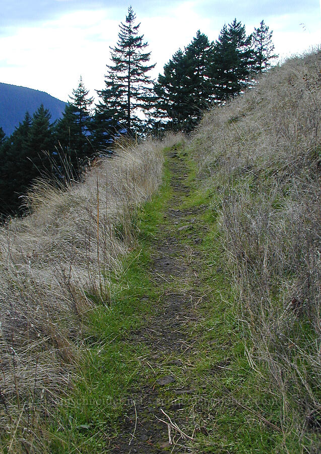 trail through an October meadow [Ruckel Creek Trail, Columbia River Gorge, Hood River County, Oregon]