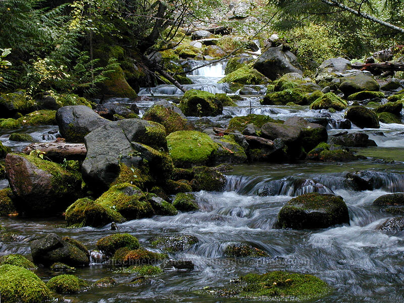 Cold Spring Creek [Tamanawas Falls Trail, Mt. Hood National Forest, Hood River County, Oregon]