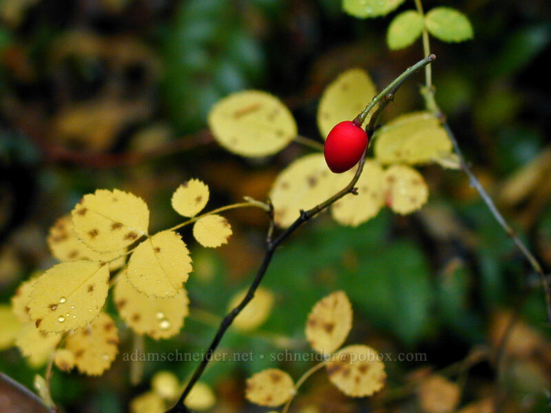 bald-hip rose fruit (Rosa gymnocarpa) [Tamanawas Falls Trail, Mt. Hood National Forest, Hood River County, Oregon]