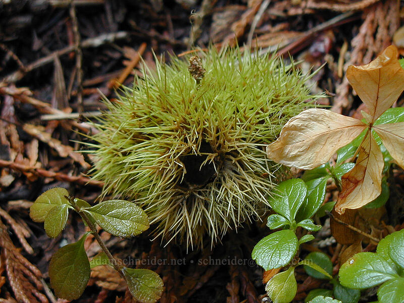 chinquapin bur (Chrysolepis chrysophylla) [Elk Meadows Trail, Mt. Hood National Forest, Hood River County, Oregon]