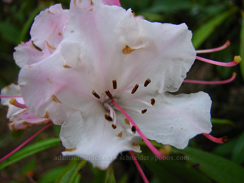 rhododendron (Rhododendron sp.) [Mt. Hood Info Center, Brightwood, Clackamas County, Oregon]