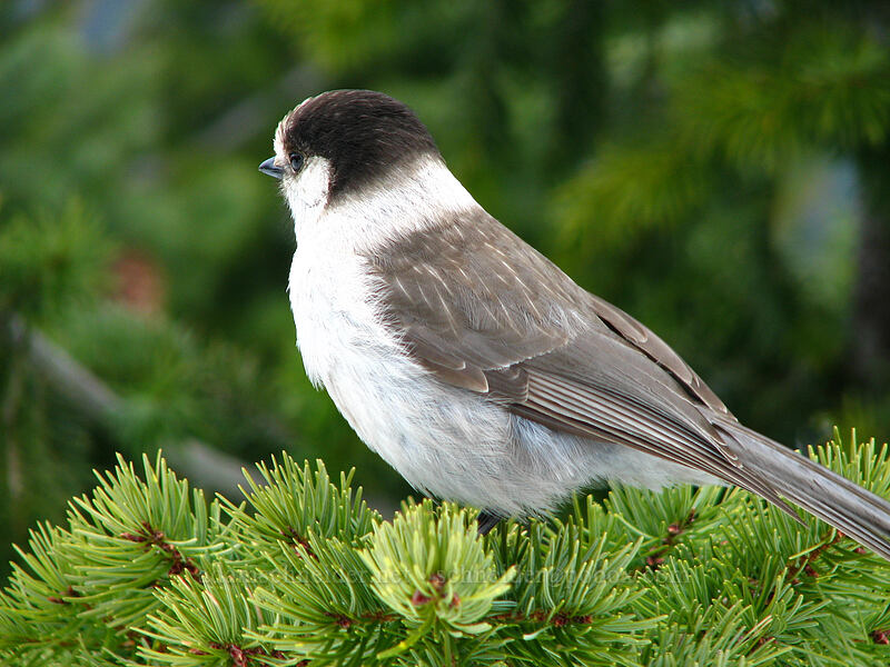 gray jay (Perisoreus canadensis) [Ghost Ridge, Mt. Hood National Forest, Clackamas County, Oregon]