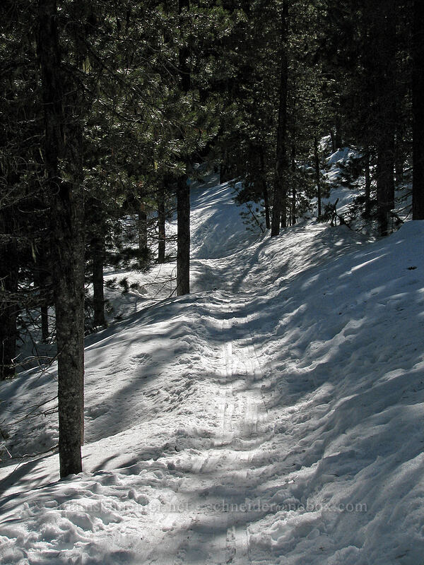 Pacific Crest Trail [Ghost Ridge, Mt. Hood National Forest, Hood River County, Oregon]