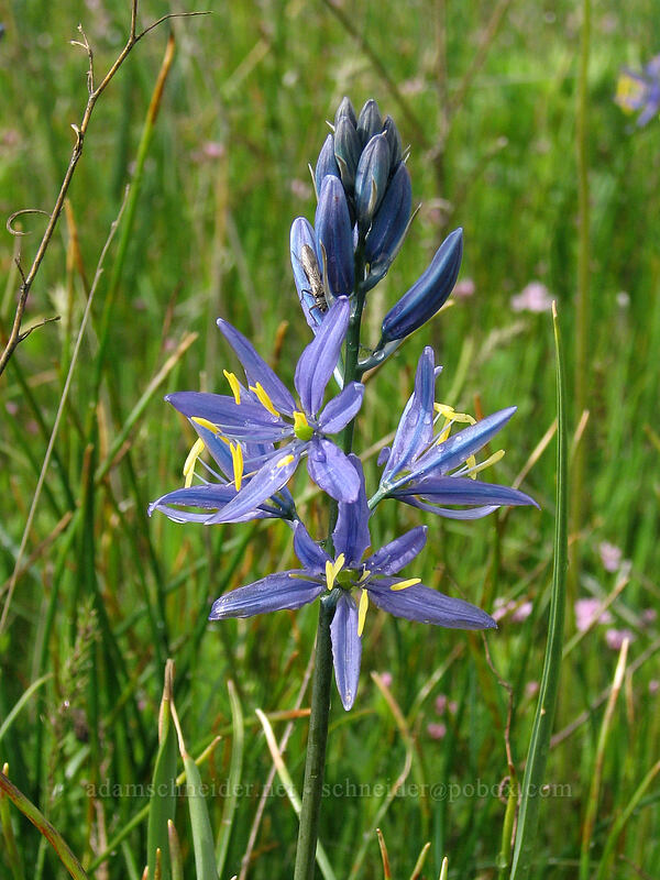 camas (Camassia quamash) [Catherine Creek, Columbia River Gorge, Klickitat County, Washington]