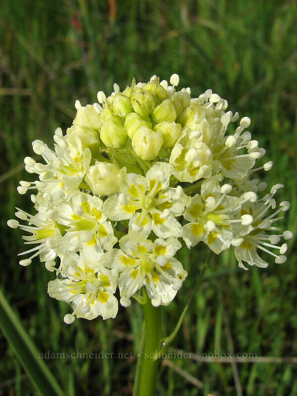 meadow death-camas (Toxicoscordion venenosum (Zigadenus venenosus)) [Catherine Creek, Columbia River Gorge, Klickitat County, Washington]
