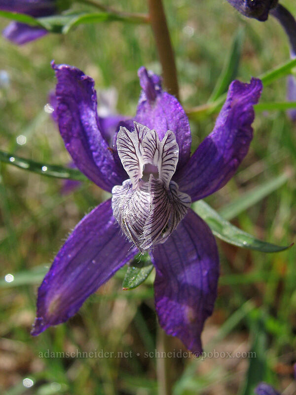 upland larkspur (Delphinium nuttallianum) [Catherine Creek, Columbia River Gorge, Klickitat County, Washington]