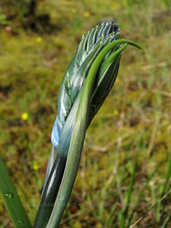 camas, budding (Camassia quamash) [Catherine Creek, Columbia River Gorge, Klickitat County, Washington]