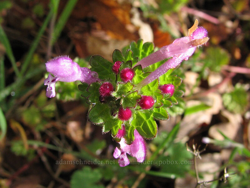 clasping hen-bit (Lamium amplexicaule) [Catherine Creek, Columbia River Gorge, Klickitat County, Washington]