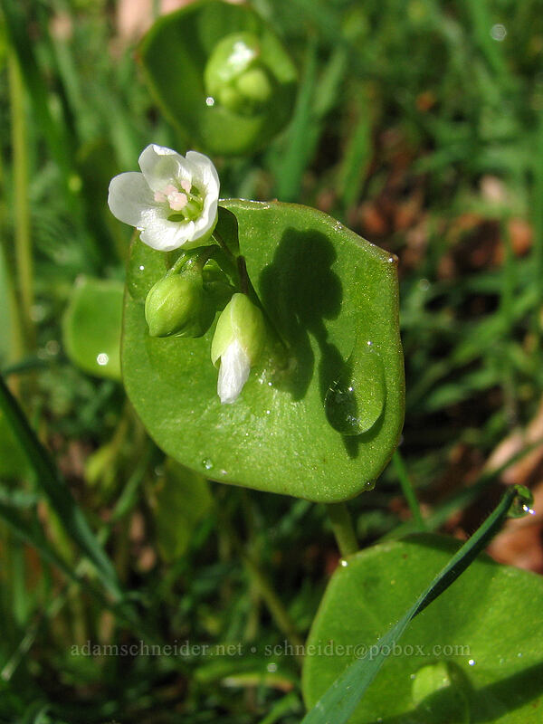 miner's lettuce (Claytonia perfoliata (Montia perfoliata)) [Catherine Creek, Columbia River Gorge, Klickitat County, Washington]
