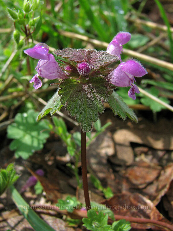 purple dead-nettle (Lamium purpureum) [Catherine Creek, Columbia River Gorge, Klickitat County, Washington]