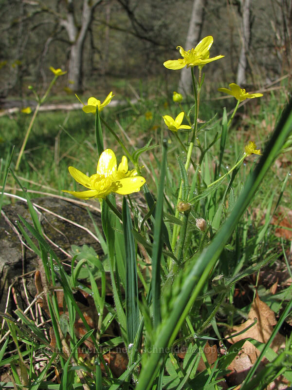 western buttercup (Ranunculus occidentalis) [Catherine Creek, Columbia River Gorge, Klickitat County, Washington]