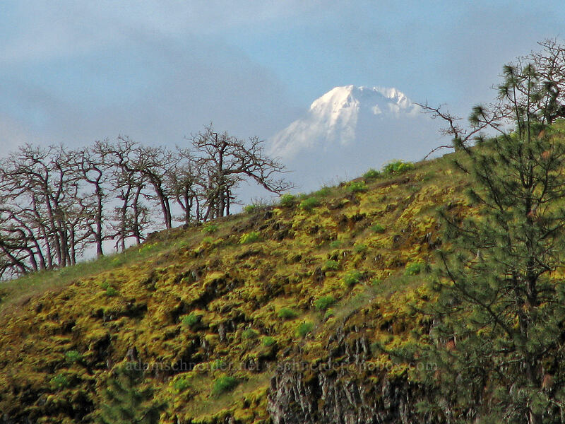 top of Mount Hood [Catherine Creek, Columbia River Gorge, Klickitat County, Washington]
