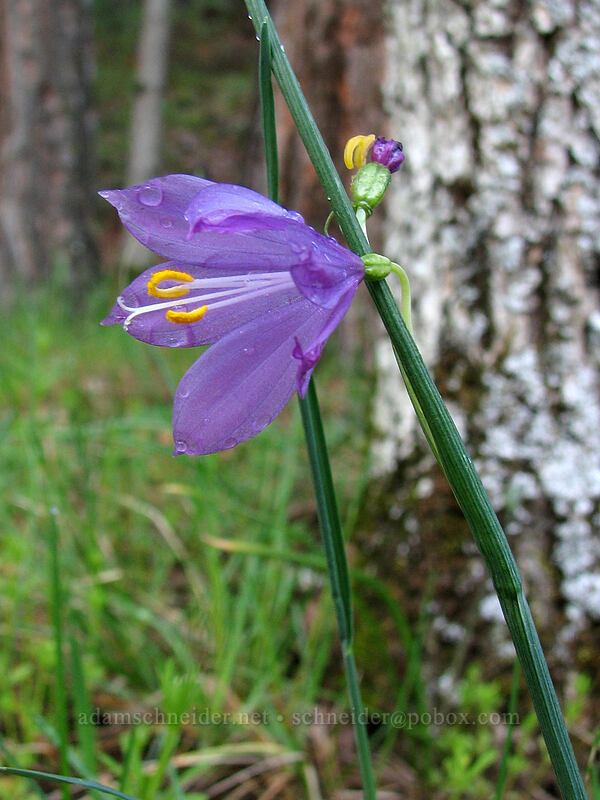 grass widow (Olsynium douglasii) [Catherine Creek, Columbia River Gorge, Klickitat County, Washington]