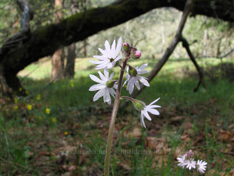 prairie star (Lithophragma parviflorum) [Catherine Creek, Columbia River Gorge, Klickitat County, Washington]