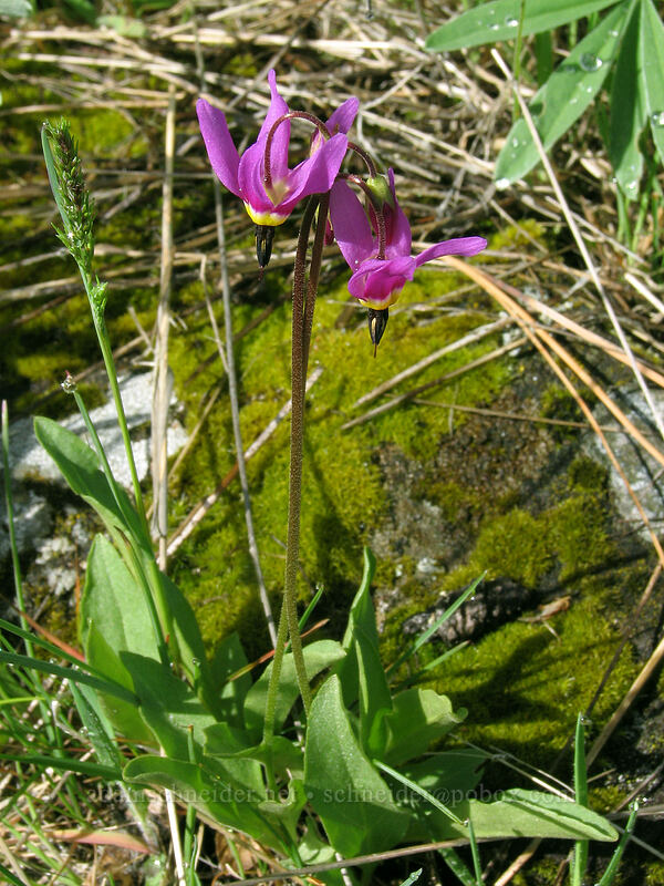 poet's shooting stars (Dodecatheon poeticum (Primula poetica)) [Catherine Creek, Columbia River Gorge, Klickitat County, Washington]