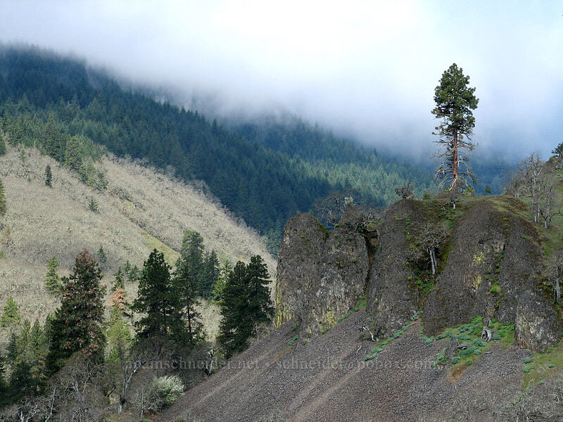 Catherine Creek's upper canyon [Catherine Creek, Columbia River Gorge, Klickitat County, Washington]