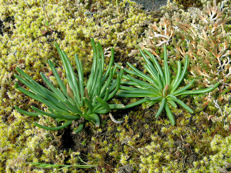 bitterroot leaves (Lewisia rediviva) [Catherine Creek, Columbia River Gorge, Klickitat County, Washington]