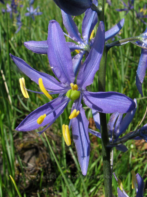 camas (Camassia quamash) [Catherine Creek, Columbia River Gorge, Klickitat County, Washington]