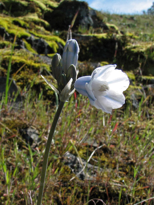 bi-colored cluster lily (Triteleia grandiflora var. howellii (Brodiaea bicolor)) [Catherine Creek, Columbia River Gorge, Klickitat County, Washington]