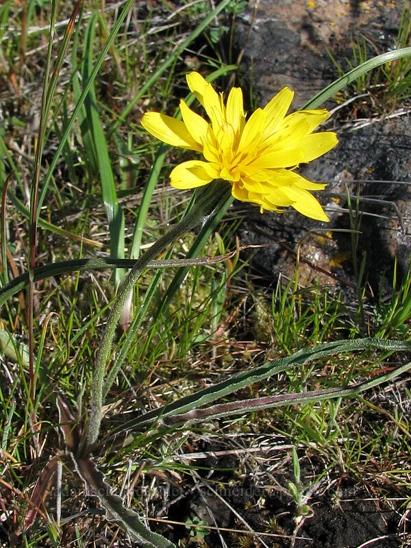 false agoseris (Nothocalais troximoides (Microseris troximoides)) [Catherine Creek, Columbia River Gorge, Klickitat County, Washington]