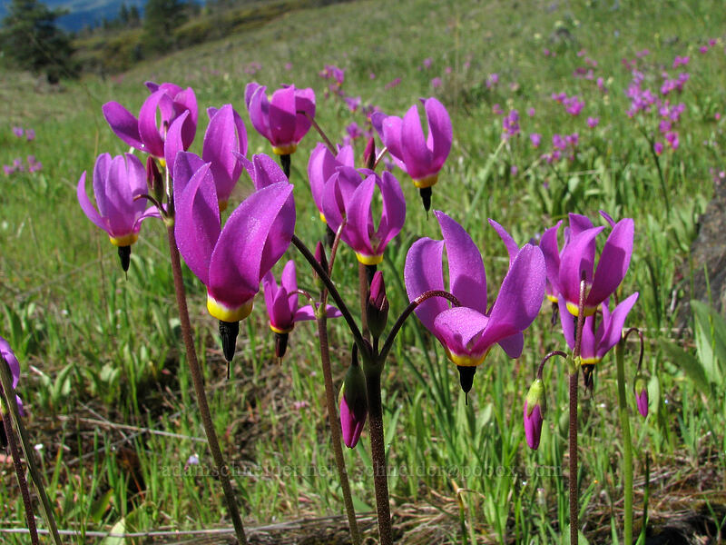 poet's shooting stars (Dodecatheon poeticum (Primula poetica)) [Catherine Creek, Columbia River Gorge, Klickitat County, Washington]