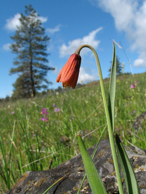 yellow bells, fading to orange (Fritillaria pudica) [Catherine Creek, Columbia River Gorge, Klickitat County, Washington]