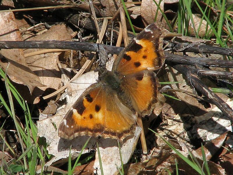 California tortoiseshell butterfly (Nymphalis californica) [Catherine Creek, Columbia River Gorge, Klickitat County, Washington]
