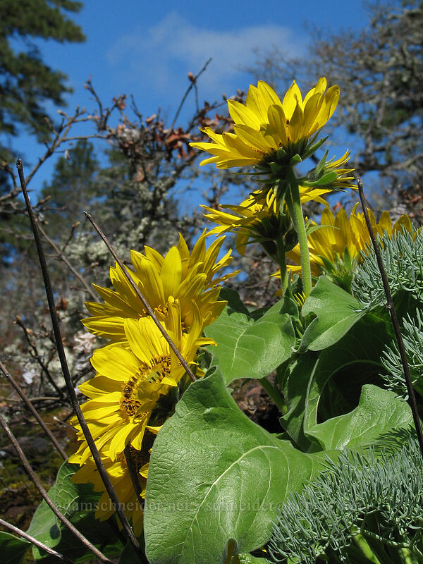 Carey's balsamroot (Balsamorhiza careyana) [Catherine Creek, Columbia River Gorge, Klickitat County, Washington]