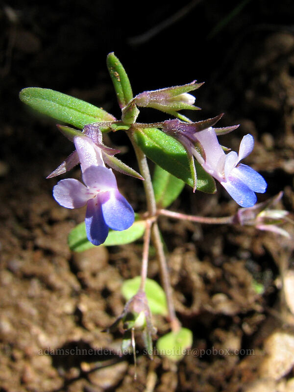 blue-eyed Mary (Collinsia sp.) [Catherine Creek, Columbia River Gorge, Klickitat County, Washington]