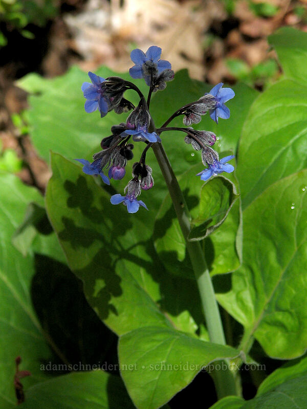 great hound's tongue (Adelinia grandis (Cynoglossum grande)) [Catherine Creek, Columbia River Gorge, Klickitat County, Washington]