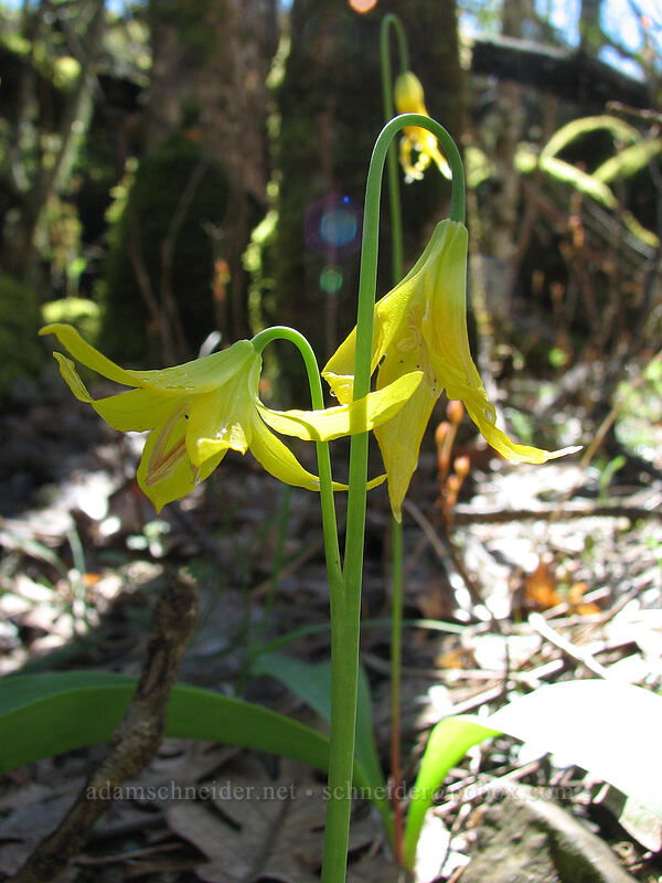 glacier lily (Erythronium grandiflorum) [Catherine Creek, Columbia River Gorge, Klickitat County, Washington]