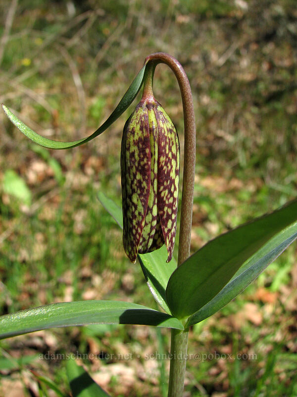 checker lily (Fritillaria affinis) [Catherine Creek, Columbia River Gorge, Klickitat County, Washington]