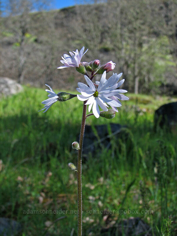 prairie star (Lithophragma parviflorum) [Catherine Creek, Columbia River Gorge, Klickitat County, Washington]
