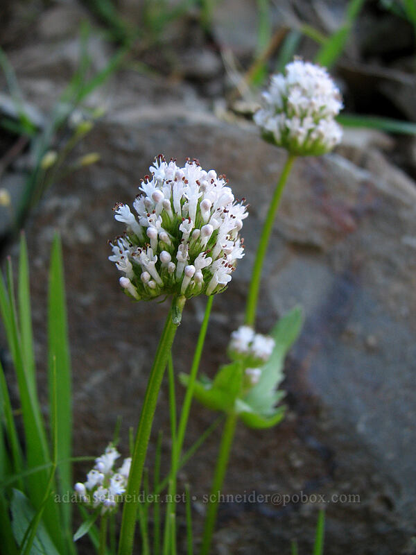 white plectritis (Plectritis macrocera) [Catherine Creek, Columbia River Gorge, Klickitat County, Washington]