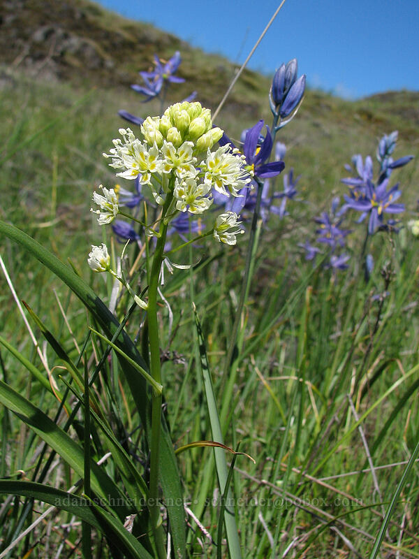 death-camas and camas (Toxicoscordion venenosum (Zigadenus venenosus), Camassia quamash) [Catherine Creek, Columbia River Gorge, Klickitat County, Washington]