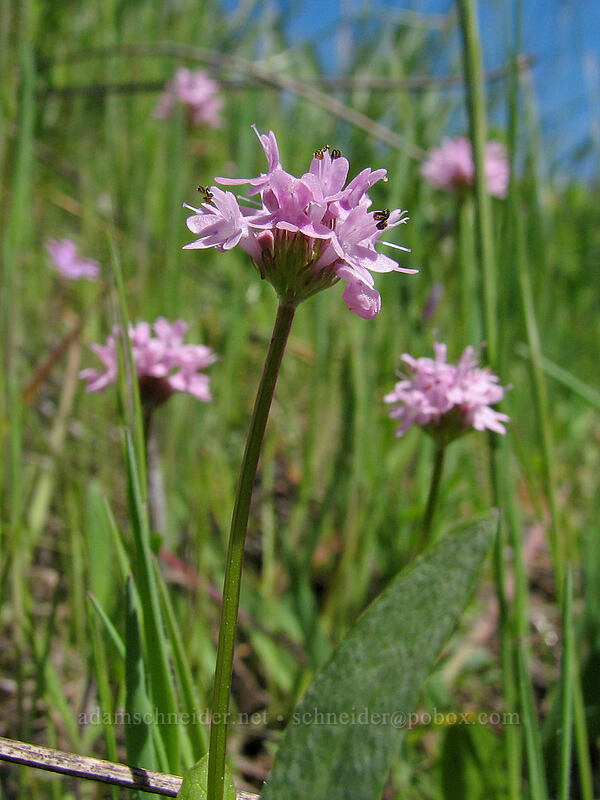 rosy plectritis (Plectritis congesta) [Catherine Creek, Columbia River Gorge, Klickitat County, Washington]