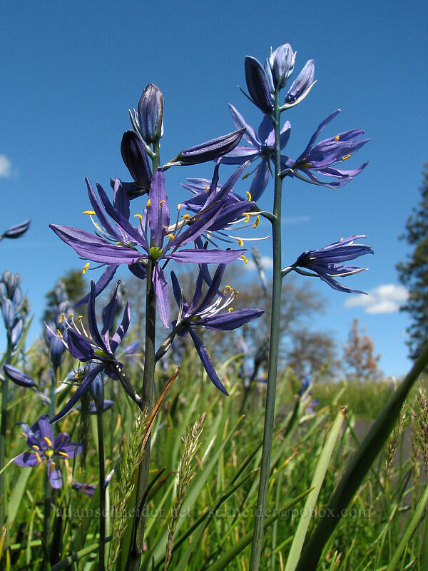 camas (Camassia quamash) [Catherine Creek, Columbia River Gorge, Klickitat County, Washington]