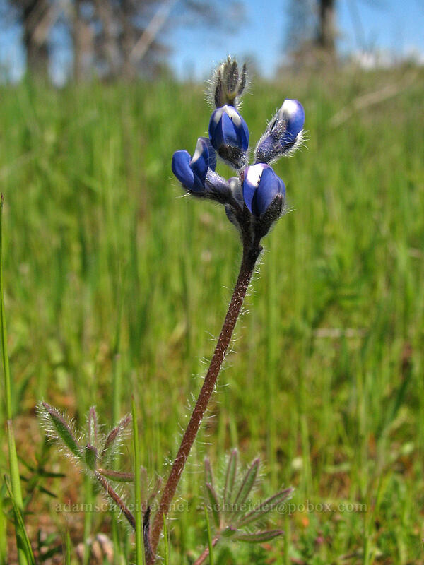 bi-colored lupine (Lupinus bicolor) [Catherine Creek, Columbia River Gorge, Klickitat County, Washington]