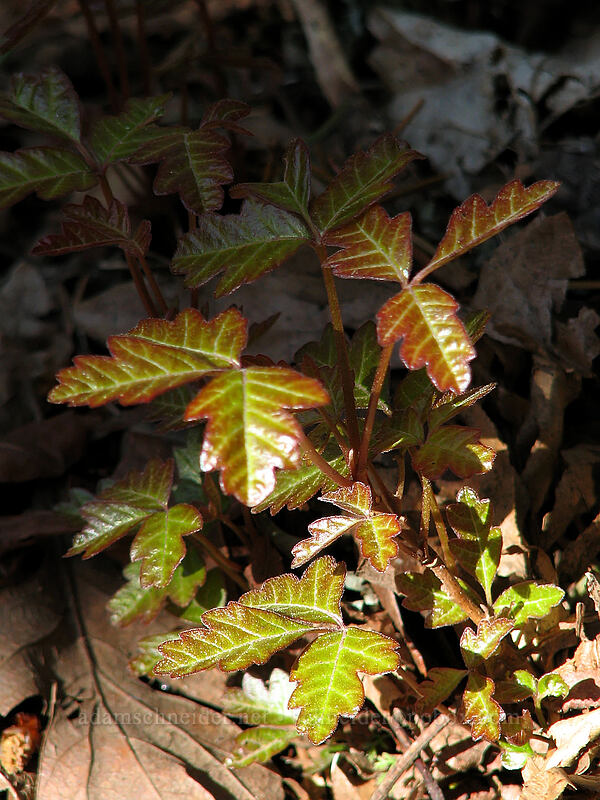 poison-oak (Toxicodendron diversilobum (Rhus diversiloba)) [Dog Mountain Trail, Columbia River Gorge, Skamania County, Washington]