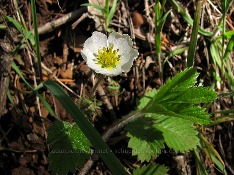 wild strawberry (Fragaria vesca) [Dog Mountain Trail, Columbia River Gorge, Skamania County, Washington]