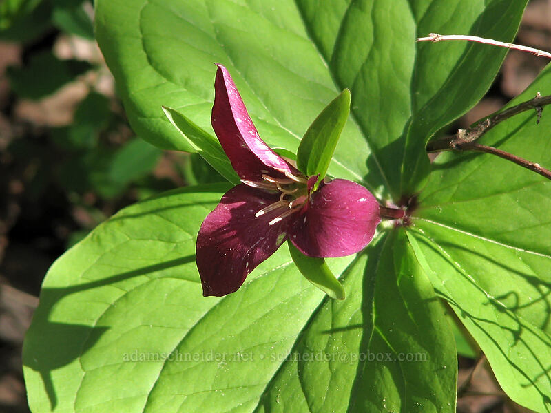 western trillium, faded (Trillium ovatum) [Dog Mountain Trail, Columbia River Gorge, Skamania County, Washington]