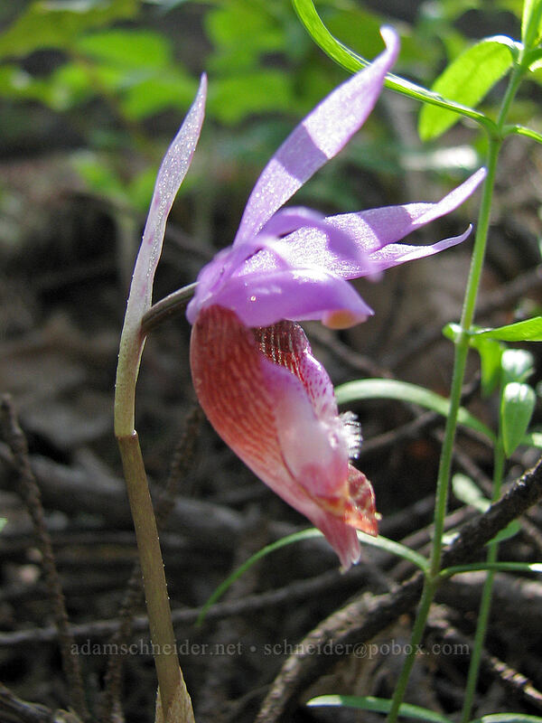 fairy slipper (Calypso bulbosa) [Dog Mountain Trail, Columbia River Gorge, Skamania County, Washington]